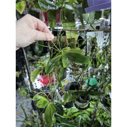 Microterangis hildebrandtii