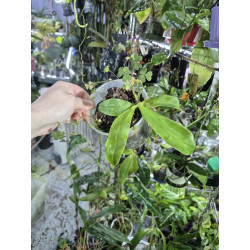 phalaenopsis fasciata - collection KayOrchid