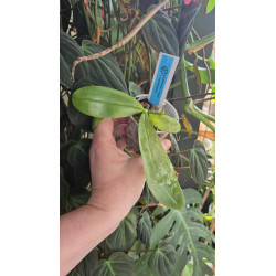 phalaenopsis mannii x mentawaiensis