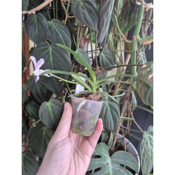 vanda lamellata x vanda (neofinetia) falcata - Vanda Premier