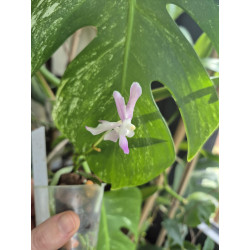 vanda lamellata x vanda (neofinetia) falcata - Vanda Premier