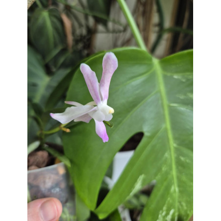 vanda lamellata x vanda (neofinetia) falcata - Vanda Premier