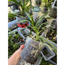 vanda (neofinetia) falcata x vanda denisoniana