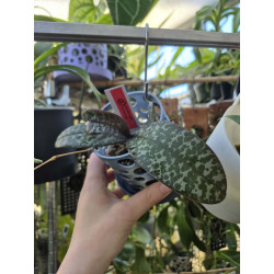 phalaenopsis schilleriana