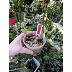 ancistrochilus rotchildianus