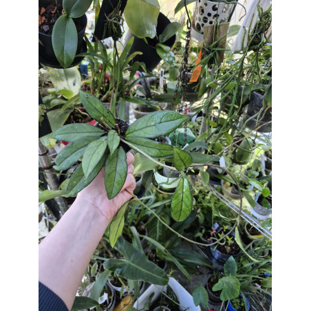 hoya crassipetiolata