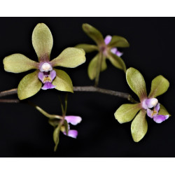 phalaenopsis stobartiana