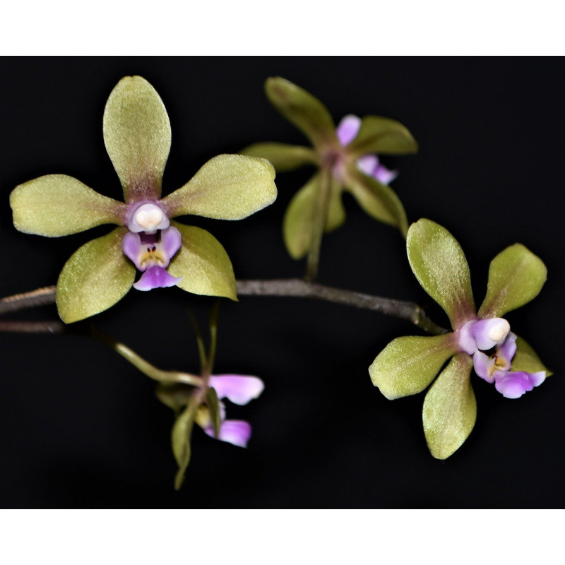 phalaenopsis stobartiana
