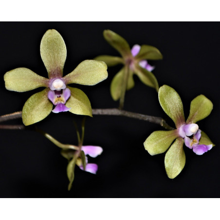 phalaenopsis stobartiana