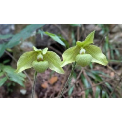 paphiopedilum jackii