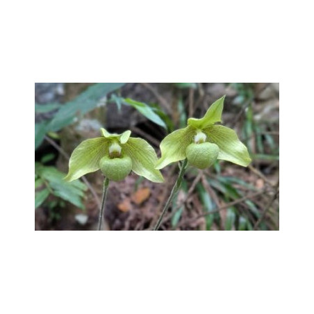paphiopedilum jackii