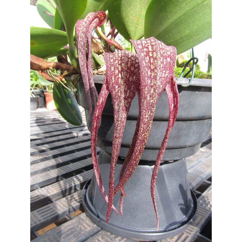 bulbophyllum longisepalum