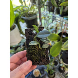 bulbophyllum longisepalum