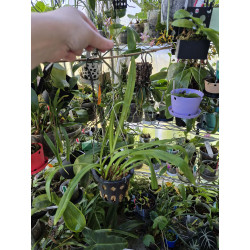 dracula dalessandroi