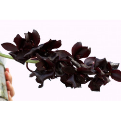 Flacon Orchidée / Orchid flask monnierara millennium magic witchcraft