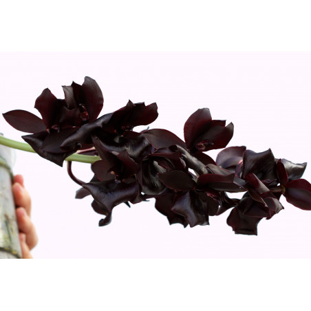 Flacon Orchidée / Orchid flask monnierara millennium magic witchcraft