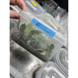 Flacon Orchidée / Orchid flask phalaenopsis finleyi x cornu-cervi Krabi Paradise