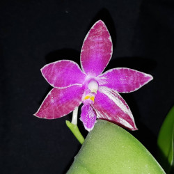 Flacon Orchidée / Orchid flask Phalaenopsis lueddemanniana