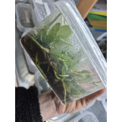 Flacon Orchidée / Orchid flask Phalaenopsis lueddemanniana