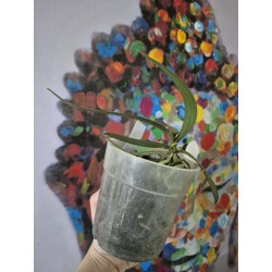 phalaenopsis pulcherrima coerulea x lindenii