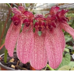 bulbophyllum eberhardtii