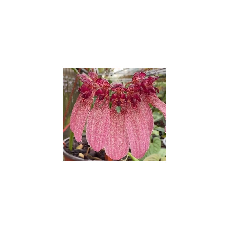 bulbophyllum eberhardtii