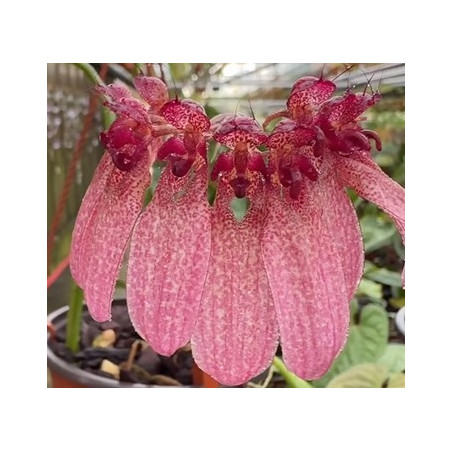 bulbophyllum eberhardtii