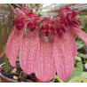 bulbophyllum eberhardtii
