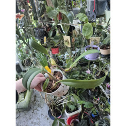 bulbophyllum eberhardtii