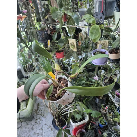 bulbophyllum eberhardtii