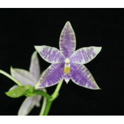 Phalaenopsis KS Blue Ludde 'BD'