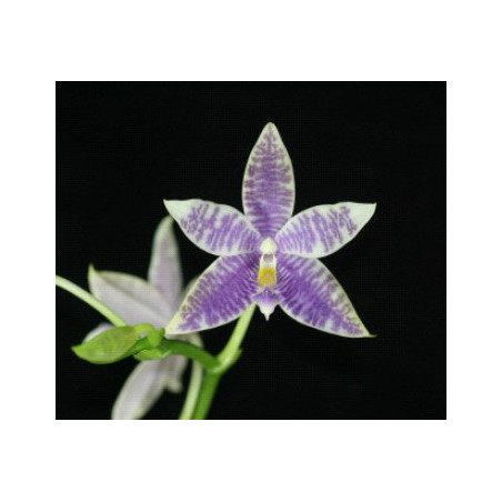 Phalaenopsis KS Blue Ludde 'BD'