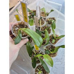 Phalaenopsis KS Blue Ludde 'BD'