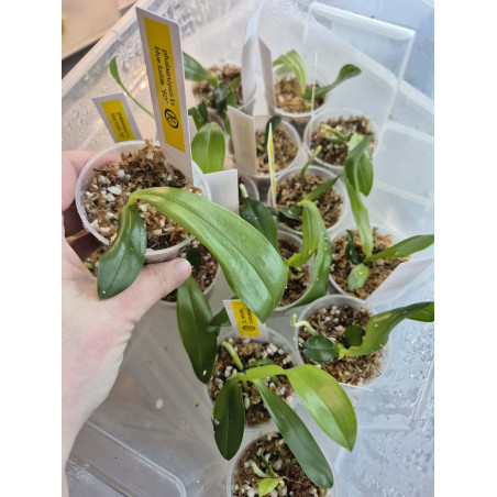 Phalaenopsis KS Blue Ludde 'BD'