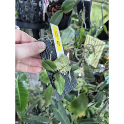 Phalaenopsis mirabilis