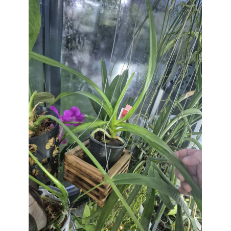 vanda luzonica