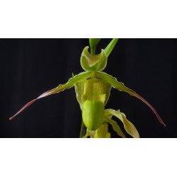 phragmipedium longifolium