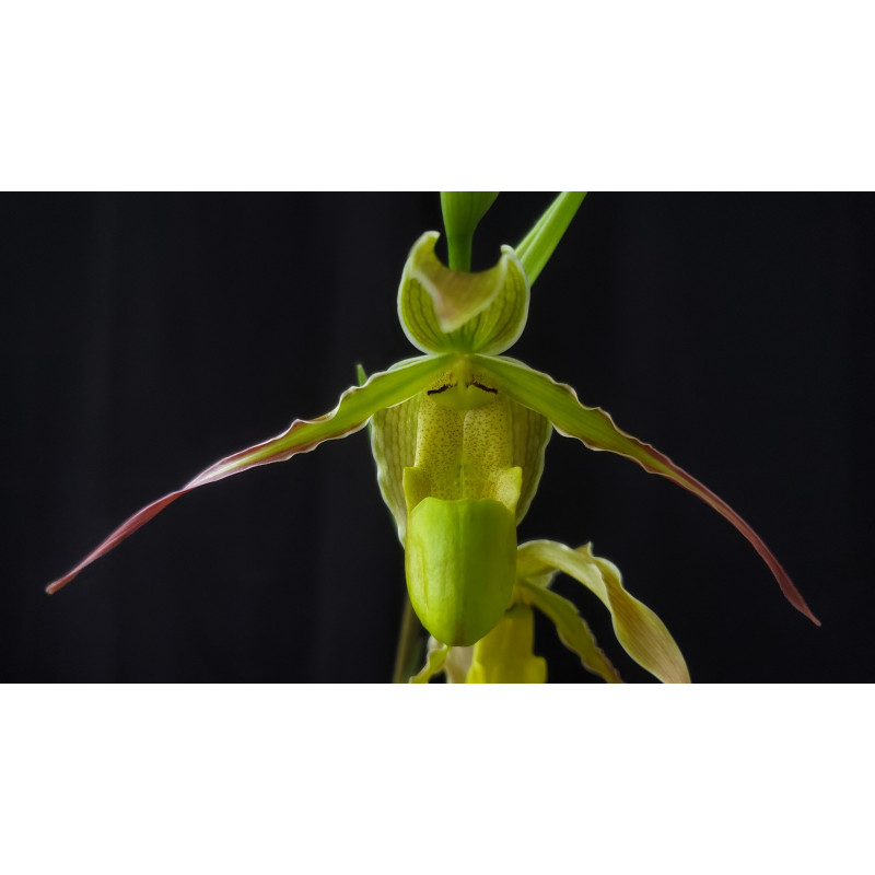 phragmipedium longifolium