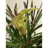 phragmipedium longifolium
