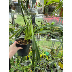 phragmipedium longifolium