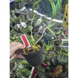 cycnoches loddigesii