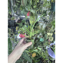 vanda coerulescens dark x holcoglossum flavescens