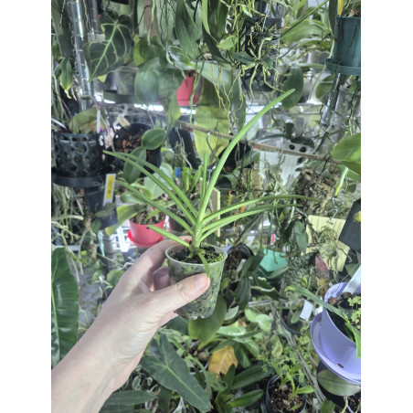 vanda coerulescens dark x holcoglossum flavescens