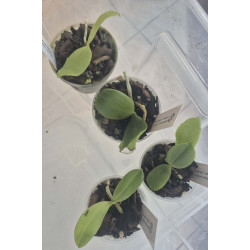 phalaenopsis cochlearis x violacea - Little Darlin