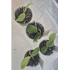 phalaenopsis cochlearis x violacea - Little Darlin