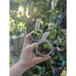 lot of phalaenopsis cochlearis x violacea - Little Darlin