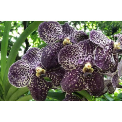 Vanda Gordon Dillon