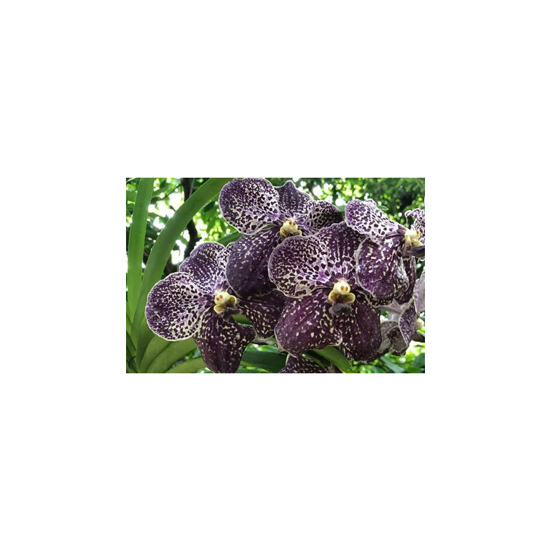 Vanda Gordon Dillon