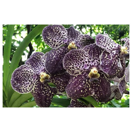 Vanda Gordon Dillon