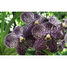 Vanda Gordon Dillon
